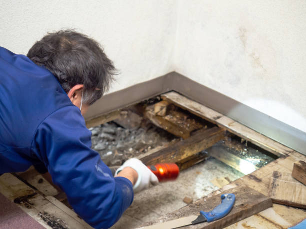 Home Mold Removal in Hamilton City, CA
