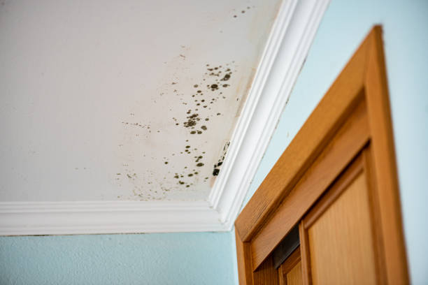 Best Fast Mold Removal  in Hamilton City, CA