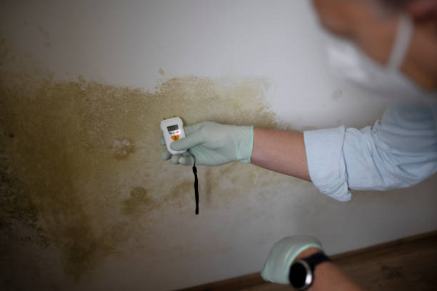 Best Mold Remediation Experts  in Hamilton City, CA