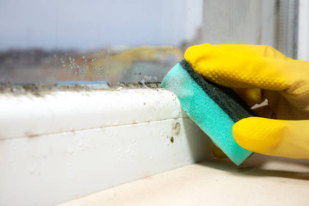 Best Toxic Mold Removal  in Hamilton City, CA