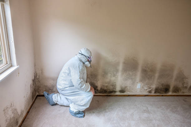 Best Mold Removal Company Near Me  in Hamilton City, CA